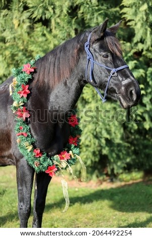 Portrait close up of a saddle horse  against natural green pine tree background wintertime