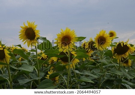 Sunflowers on sky background.Beautiful landscape with sunflower field over cloudy blue sky and bright sun lights.Agricultural industry, production of sunflower oil, honey.