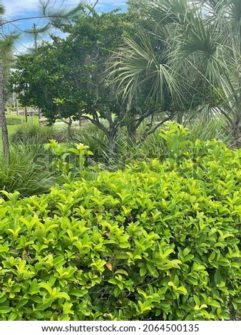 different shades of green botanical background with leaves, bushes, and trees