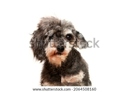 The comparative halved portrait picture of the cute curly dog. Half cut and half hairy. It is a cross breed of poodle and shi tzu.  Isolated in a white background. 