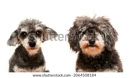 The comparative portrait picture of the cute curly dog. Once cut and once hairy. It is a cross breed of poodle and shi tzu.  Isolated in a white background. 