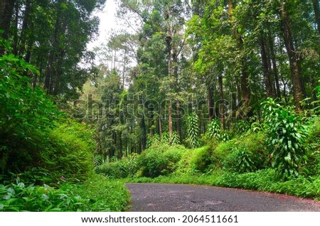 a road in which there is a damar forest. green damar trees with tall and green bushes make a very nice natural scenery. tropical forest containing "damar" trees (AGATHIS DAMMARA). 