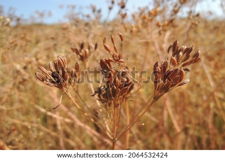 Caraway (Carum carvi) plant and seeds, fresh plant of ripe cumin on natural background. Caraway field. Ready for harvest.           Royalty-Free Stock Photo #2064532424