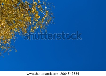 Autumn yellow leaf on a background of leaves.
