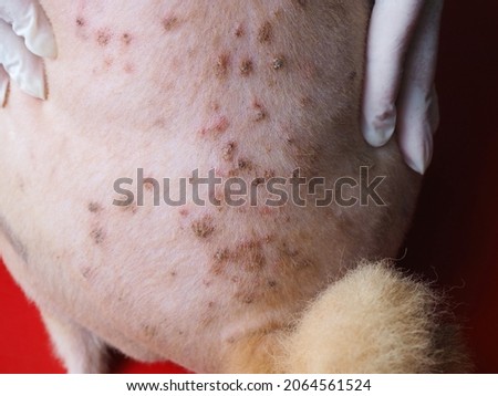 Selective focus, Dog with skin disease problem. Dermatitis in pet concept.  Royalty-Free Stock Photo #2064561524