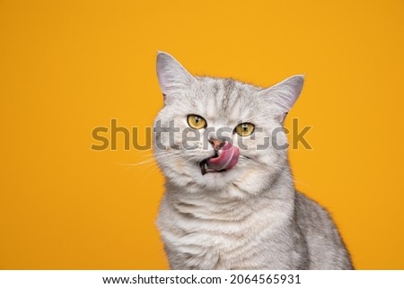 hungry silver tabby shaded british shorthair cat sticking out tongue licking lips on yellow background