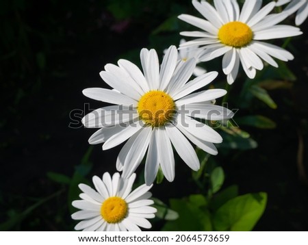 Chamomile flower with white petals in the garden. Canada