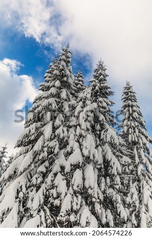 A pine forest covered with snow in the winter