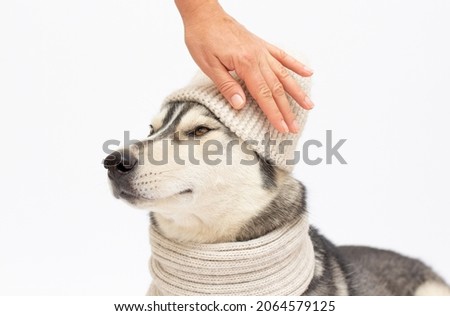Dog breed Siberian Husky in a white hat and scarf isolated on white background