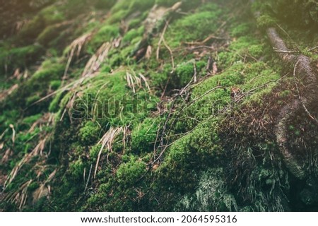 Tree stump covered with moss in the coniferous forest, beautiful landscape. Carpathian mountains, tree trunk with moss covered tree root in foreground.