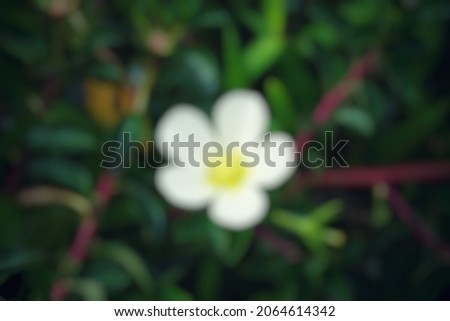 Defocused colorful flower with a natural background