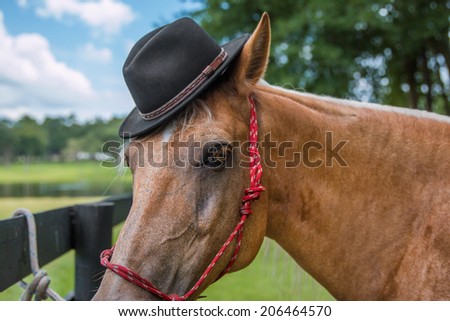 Palomino horse wearing hat outside in a field by a fence looking dashing handsome cute worldly