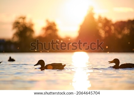 Wild ducks swimming on lake water at bright sunset. Birdwatching concept.