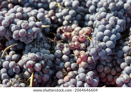 Freshly harvested dark red barbaresco grapes from vineyard  near Barbaresco, Piemonte, Italy in red baskets, October