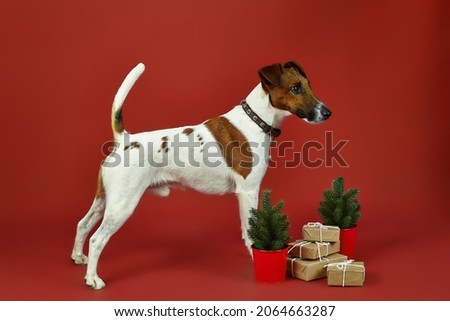the dog is a smooth-haired fox terrier in a pedigree rack on a red background with New Year's gifts and small decorative Christmas trees