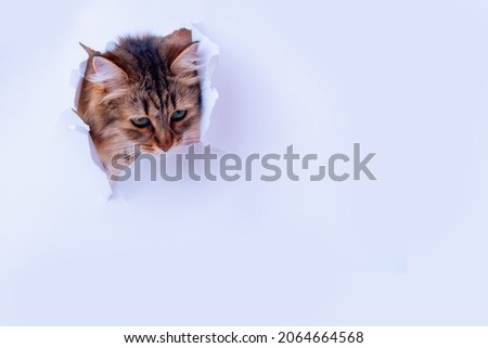 Kitty in hole of paper, beautiful cat looking down through torn paper wall. Copy space for text banner background postcard. 