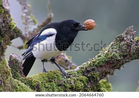 Smart eurasian magpie (Pica pica) holding a chestnut in its beak. Young beautiful intelligent raven playing on a tree. Clever predator bird hunting and collecting food with natural background.  Royalty-Free Stock Photo #2064664760