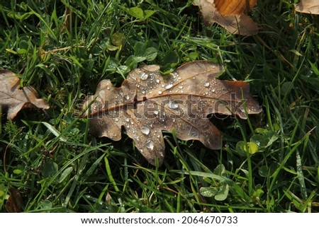 Fallen oak leaf with water droplets on the background of green grass in autumn morning in Raudondvaris, Lithuania