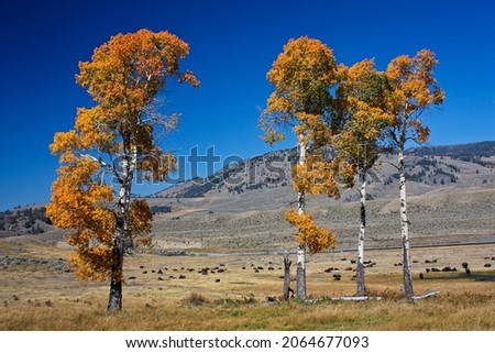 Autumn colors of trees in Yellowstone national park, US