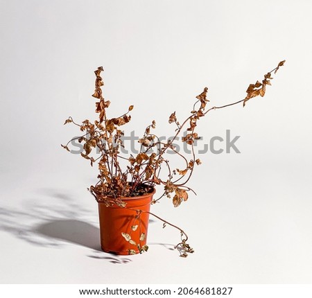 Neglected dried and dead plant in blue and red plastic pot Royalty-Free Stock Photo #2064681827