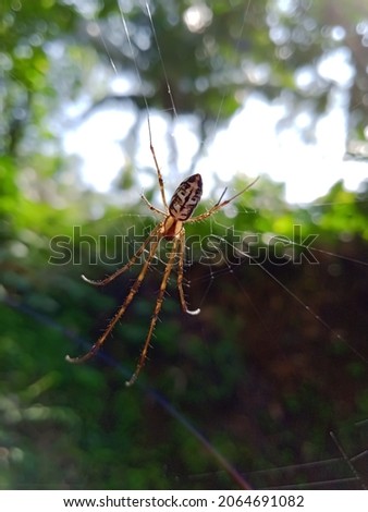 Spider on a spider web,photo in pure natural light .