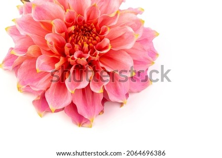 Pink, yellow and white fresh dahlia flower macro photo. Picture in color emphasizing the light different colours and yellow white highlights. 
