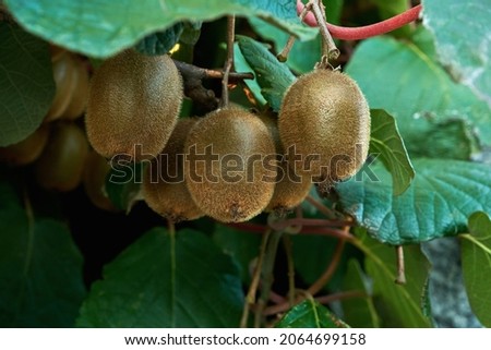 Kiwifruits growing in Actinidia deliciosa woody vine