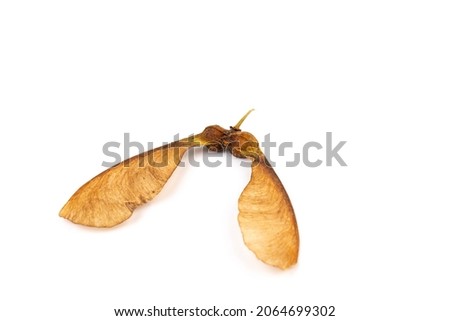 Close up of dried maple seeds isolated on white background. Natural materials. Design element