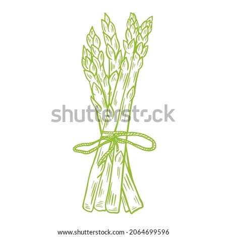 Bunch of fresh asparagus drawn sketch, vector illustration. Green organic wholesome grown food. Healthy lifestyle product. Engraving, vintage. Isolated object. Royalty-Free Stock Photo #2064699596