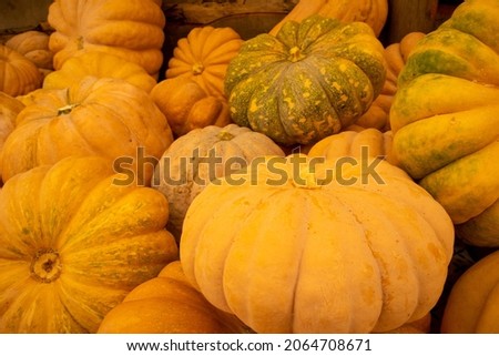Pumpkins are harvested and dried before carving for Halloween
