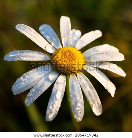 A closeup shot of a beautiful chamomile with water drops on it Royalty-Free Stock Photo #2064719342