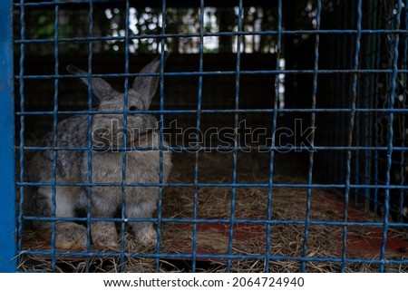 rabbit in a cage at the zoo