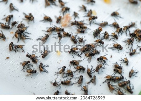 Flies are dying on sticky fly traps to prevent the spread of digestive diseases and for hygiene Royalty-Free Stock Photo #2064726599