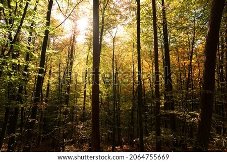 
Region Mullerthal a walking area through Luxembourg. Nature in the fall. 27 Oct 2021 Luxembourg Royalty-Free Stock Photo #2064755669