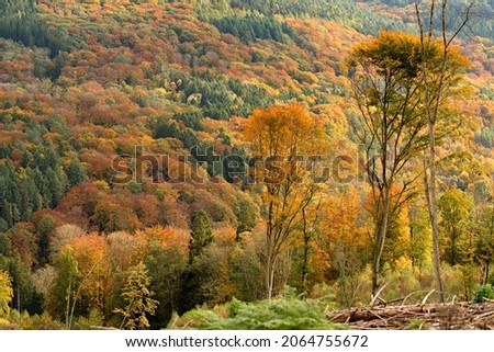 
Region Mullerthal a walking area through Luxembourg. Nature in the fall. 27 Oct 2021 Luxembourg Royalty-Free Stock Photo #2064755672