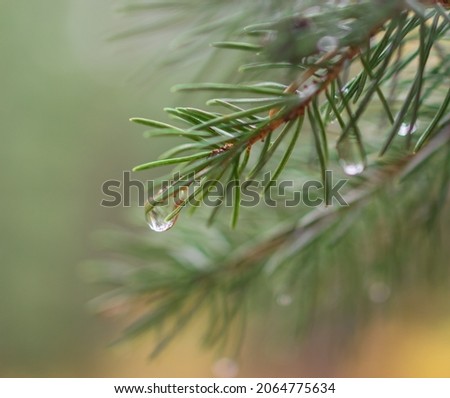 Tree water drop rain nature