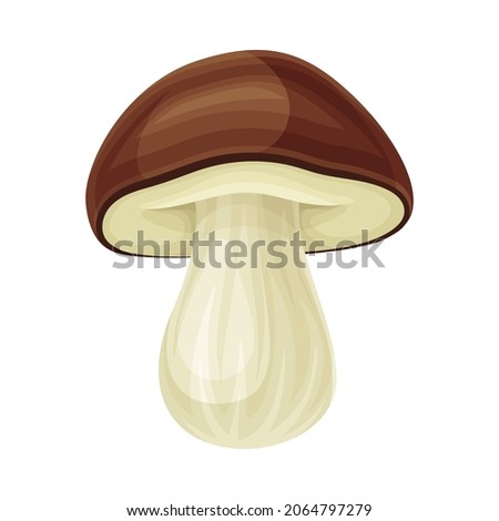 Porcini wild forest edible mushroom vector illustration on white background