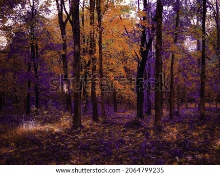 Strange forest with fog in the morning. Beauty of autumn. Fairy colors in the woods. Magical place. 