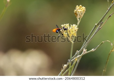 A spider wasp also known as a tarantula hawk feeding from the nectar of flowers and pollinating. Black-blue insect with bright rust colored wings.