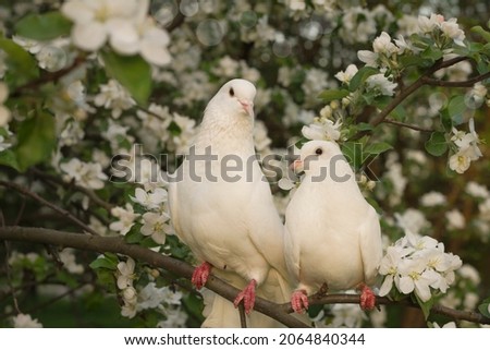   Close up of beautiful white pigeons sitting quietly on the branches of an apple tree in a blooming spring garden