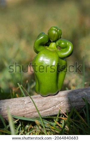 green pepper strongman  pepper head shows how strong he is against the background of grass