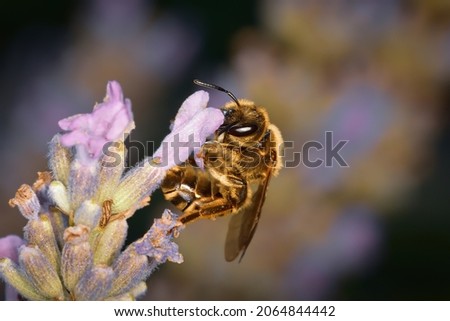Isolated specimen of Halictus scabiosae (the great banded furrow bee) is a species of bee of the Halictidae family, the sweat bees, photographed on lavender flowers.