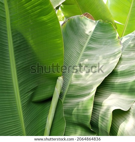 Green leaves. Bananas leaves. Green leaf. Green. Large leaves. Natural concept. 