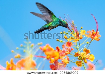 Colorful photo of a male Blue-chinned Sapphire hummingbird feeding on Tropical orange Pride of Barbados flowers against the blue sky in the sunlight. Royalty-Free Stock Photo #2064869009