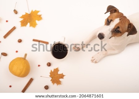 The dog lies next to a mug of black coffee and an autumn flat lei. Pumpkins and maple leaves viburnum and cinnamon and acorns on a white background