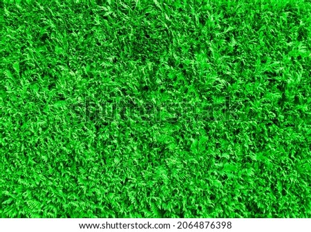 Green meadow or lawn useful as a grass background.
