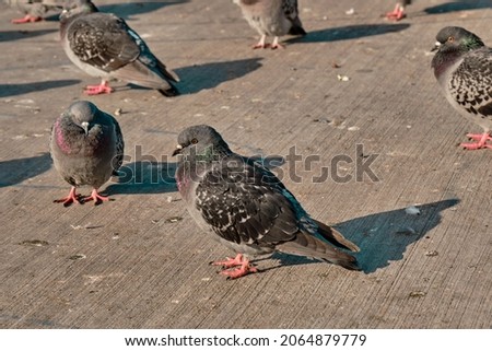 Groups of pigeons, colorful feathers and their shadows on concrete grounds.