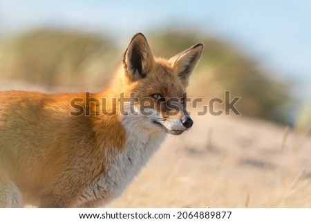 Wild Fox standing in the sand