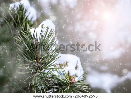 Christmas tree branch with snow on it, situated left side of picture in focus, on snow blurred background with sunlight