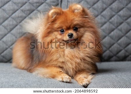 Orange Pomeranian Spitz puppy portrait on a gray sofa, indoors Royalty-Free Stock Photo #2064898592